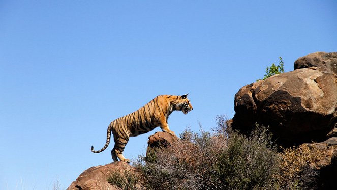 Tiger Man of Africa - Filmfotos