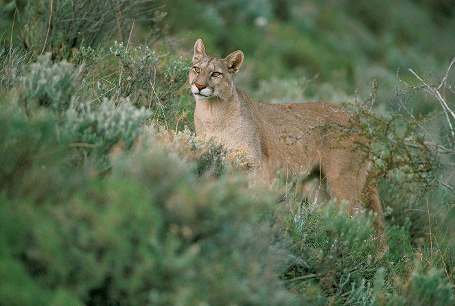 Puma - Unsichtbarer Jäger der Anden - Van film