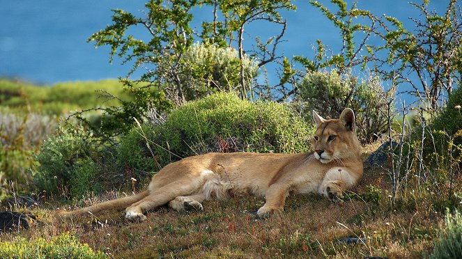Puma - Unsichtbarer Jäger der Anden - Z filmu