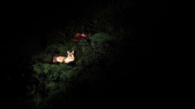 Puma - Unsichtbarer Jäger der Anden - De la película