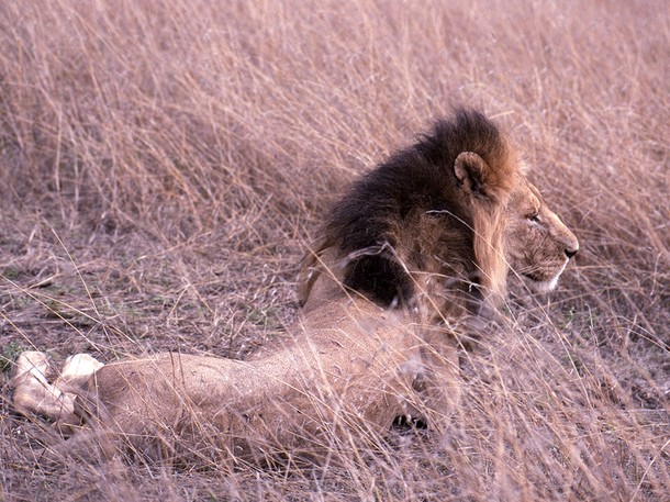 Lví zabijáci - Z filmu