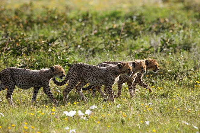 Die Gepardin: Kampf einer Mutter - Filmfotos