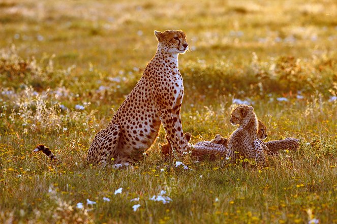 Cheetah: Fatal Instinct - Photos