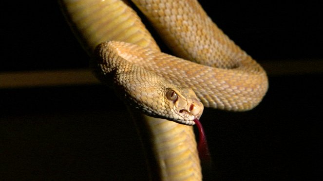 Snake Underworld - Van film