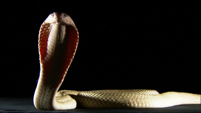 Snake Underworld - Kuvat elokuvasta