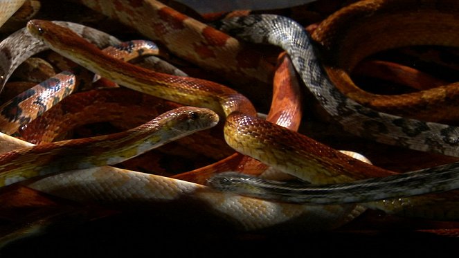 Snake Underworld - Van film