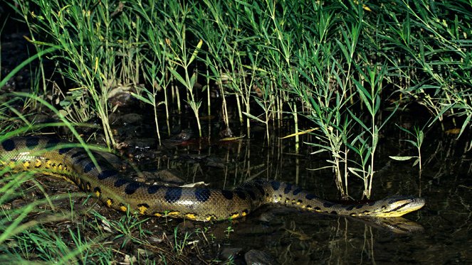 A világ leghalálosabb kígyói - Filmfotók