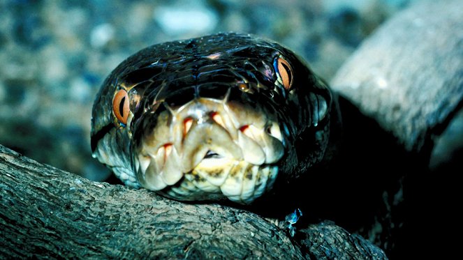 A világ leghalálosabb kígyói - Filmfotók