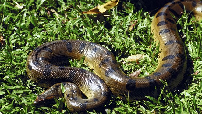World's Deadliest Snakes - Filmfotos