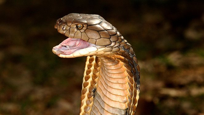 World's Deadliest Snakes - Z filmu