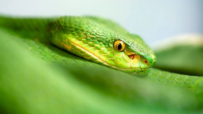 World's Deadliest Snakes - Kuvat elokuvasta