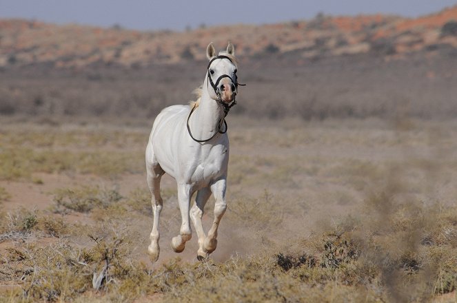 Tornado and the Kalahari Horse Whisperer - Filmfotos