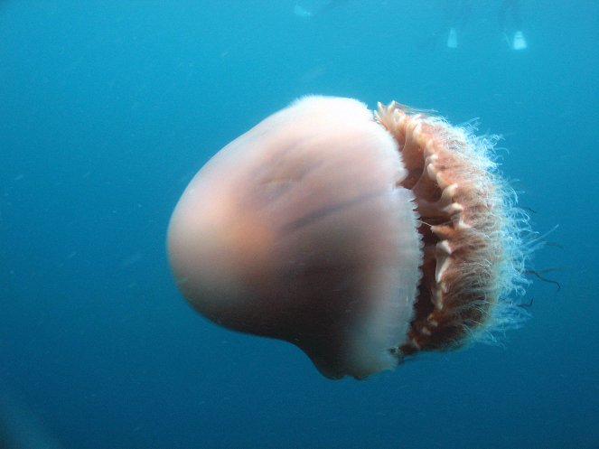 Útok obrovské medúzy - Z filmu
