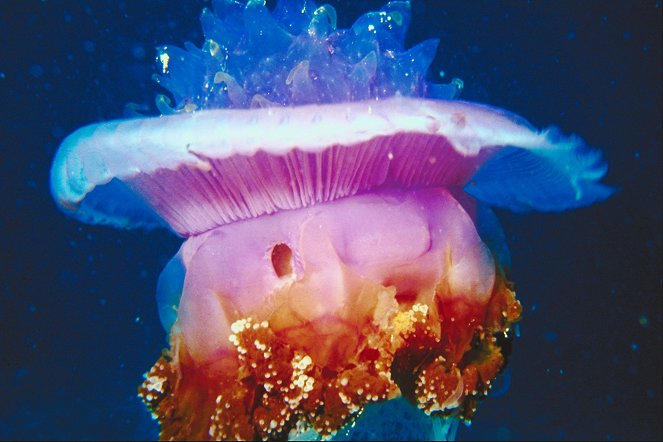 Attack of the Giant Jellyfish - De la película