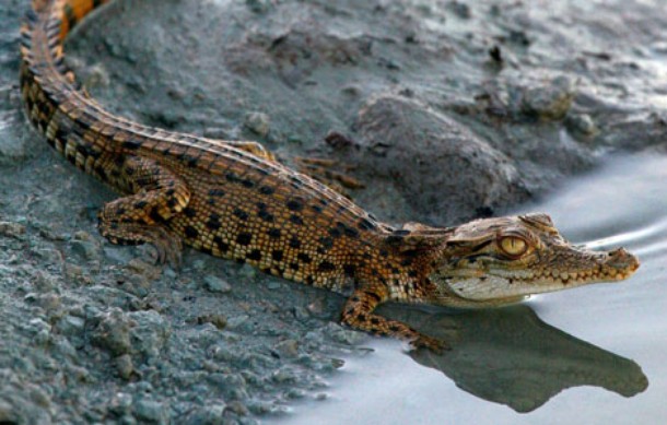 A krokodilok királya - Filmfotók