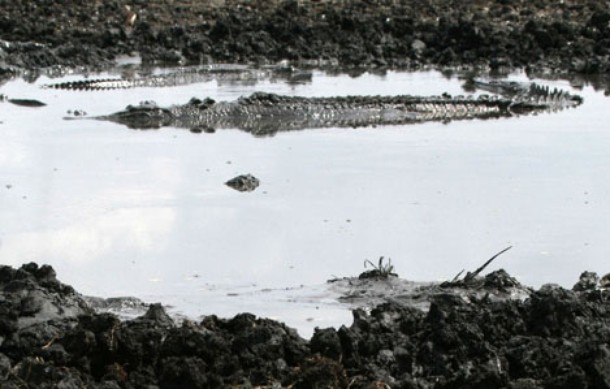 Australiens Riesen-Krokodile - Filmfotos