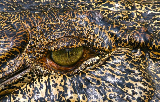 Krokodýlí král - Z filmu
