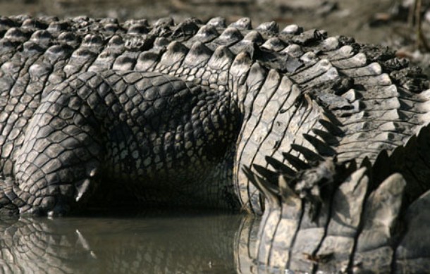 Crocodile King - Do filme