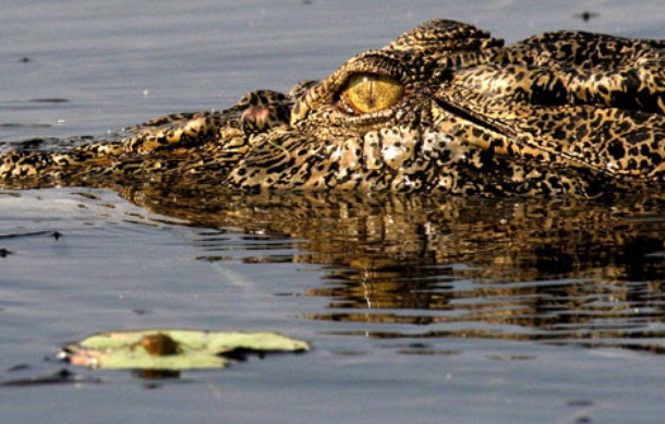 Krokodýlí král - Z filmu