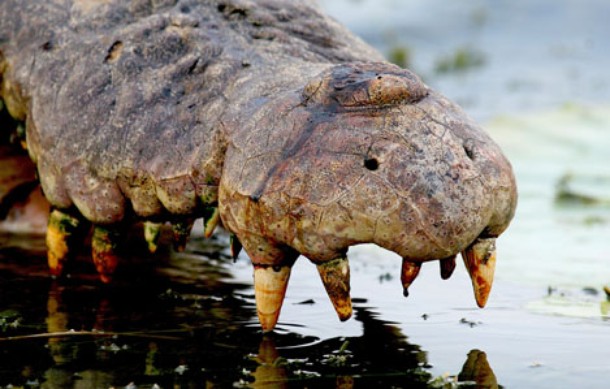 A krokodilok királya - Filmfotók
