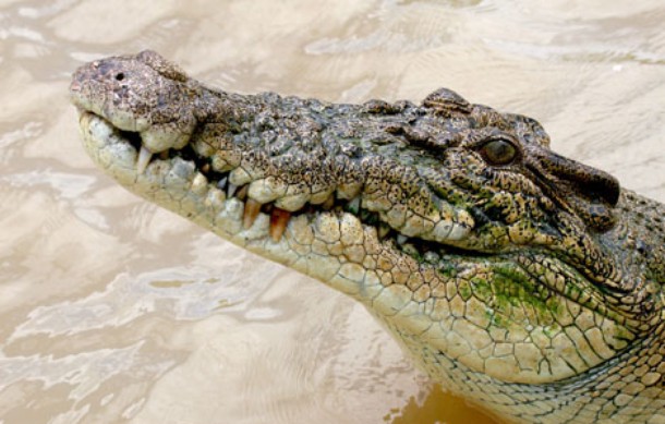 Crocodile King - Z filmu