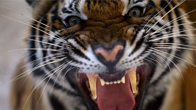 Deadly 20 - Die gefährlichsten Tiere der Welt - Filmfotos