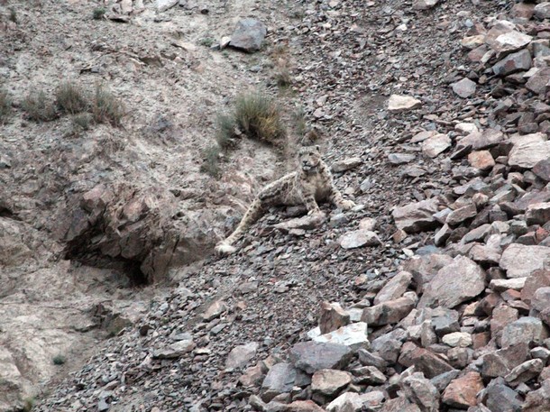 Snow Leopard Of Afghanistan - Do filme