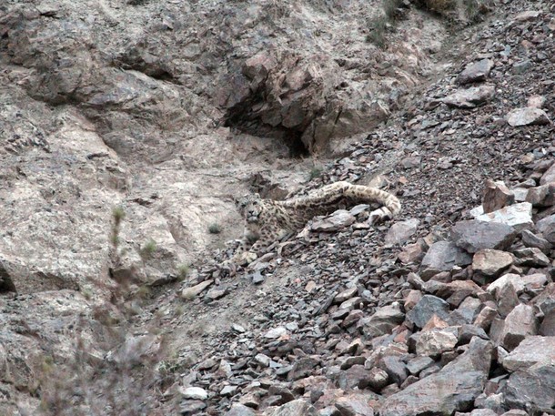 Snow Leopard Of Afghanistan - Filmfotos