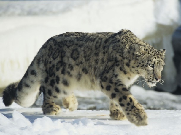 Snow Leopard Of Afghanistan - Filmfotos