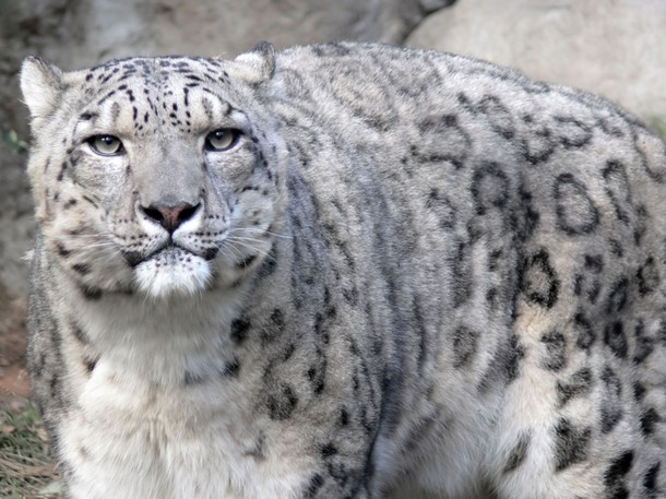 Snow Leopard Of Afghanistan - Filmfotos