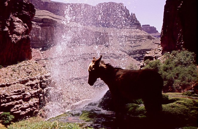 Štístko z Grand Canyonu - Z filmu
