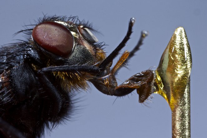 Edwardian Insects on Film - Filmfotók
