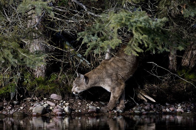 American Cougar - Kuvat elokuvasta