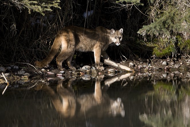 American Cougar - Kuvat elokuvasta