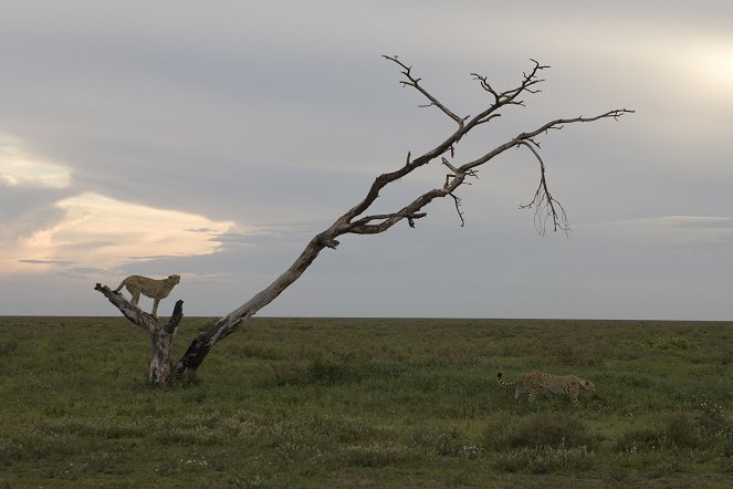 Nagymacska-háborúk - oroszlánok a gepárdok ellen - Filmfotók