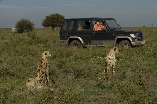 Cat Wars: Lion Vs. Cheetah - Photos