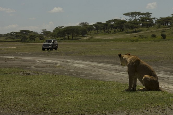 Kampf der Raubkatzen – Löwe gegen Gepard - Filmfotos