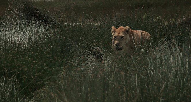 Cat Wars: Lion Vs. Cheetah - Kuvat elokuvasta