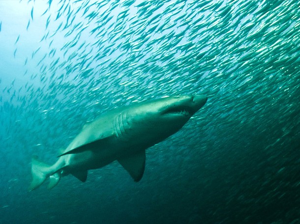 Los tiburones más peligrosos del mundo - De la película