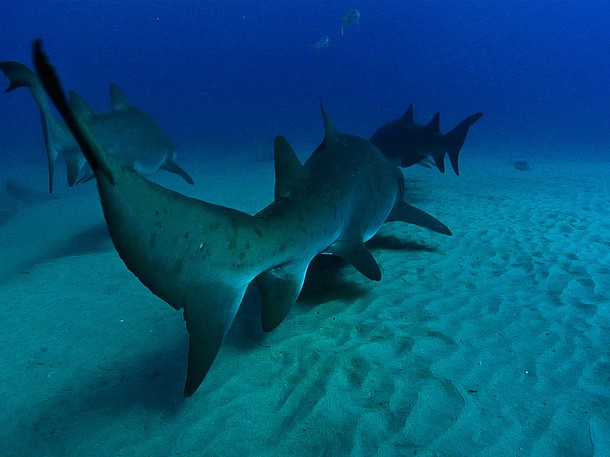 World's Deadliest Sharks - Van film