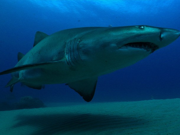 Meghökkentő cápák - Filmfotók