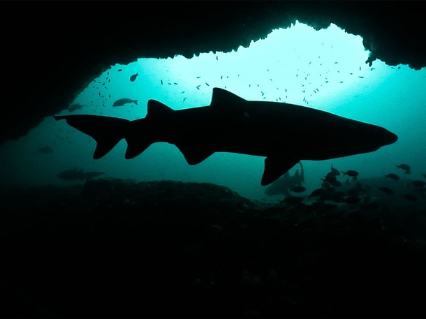 Nejnebezpečnější žraloci světa - Z filmu