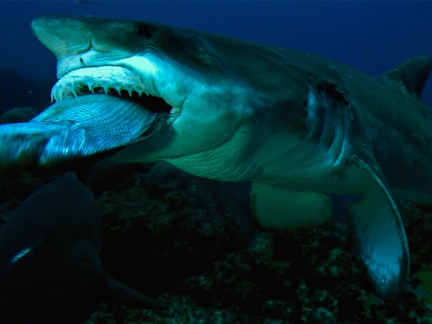 World's Deadliest Sharks - Do filme