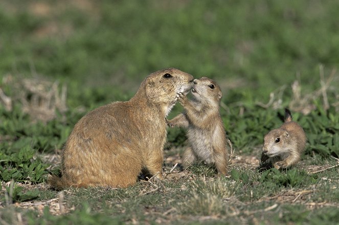 Little Prairie Dogs - Photos