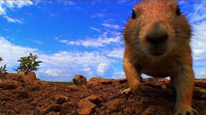 Little Prairie Dogs - Van film