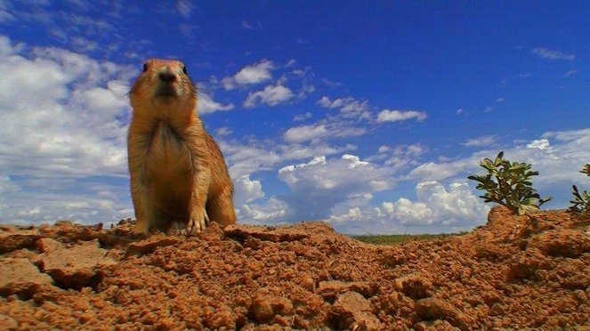 Little Prairie Dogs - Van film