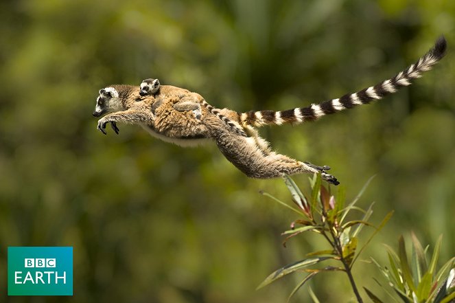 Madagascar - Van film