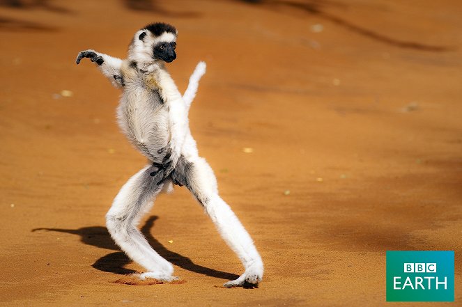 Madagascar - Van film