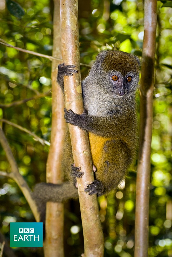 Madagascar - Photos