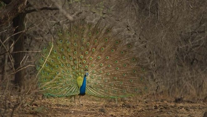Secrets of Wild India - Photos